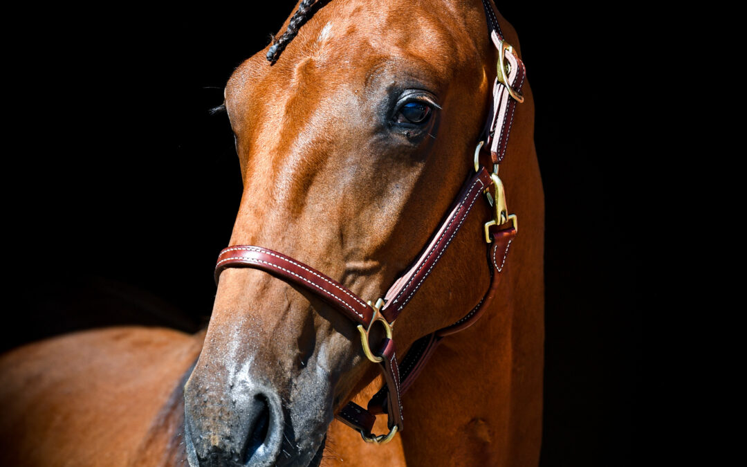 Nr 184 Envies Goldneck