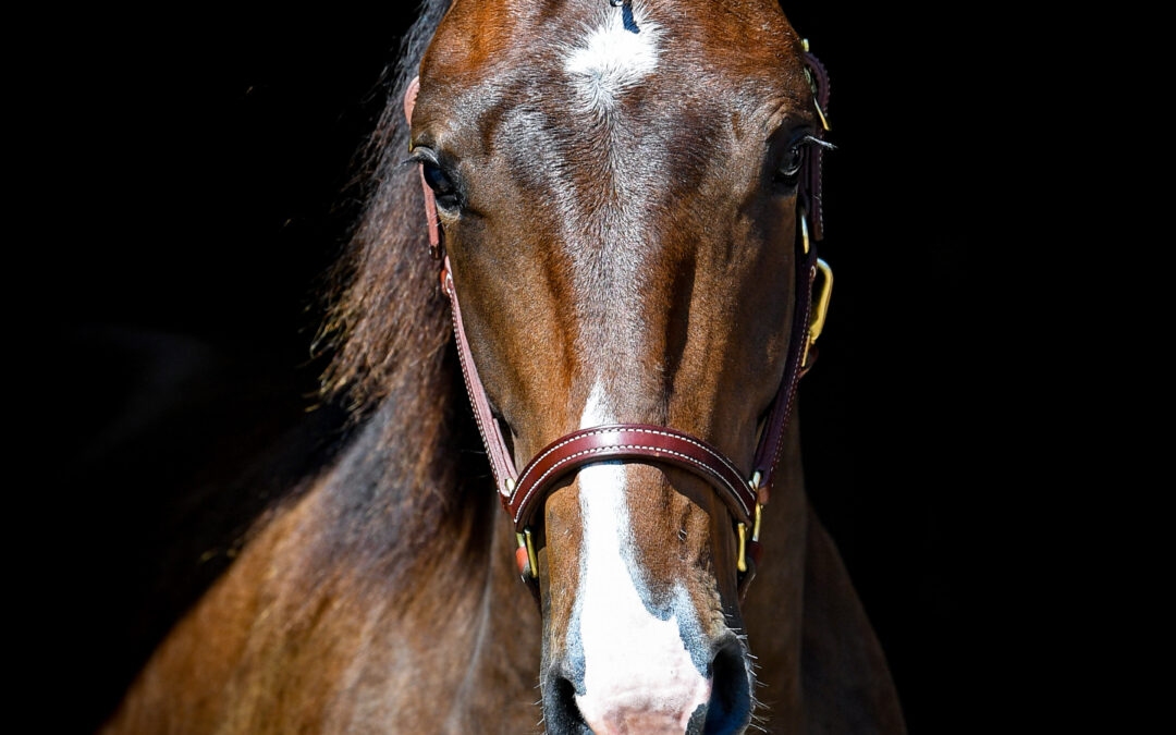 Nr 86 Handsome Goldneck