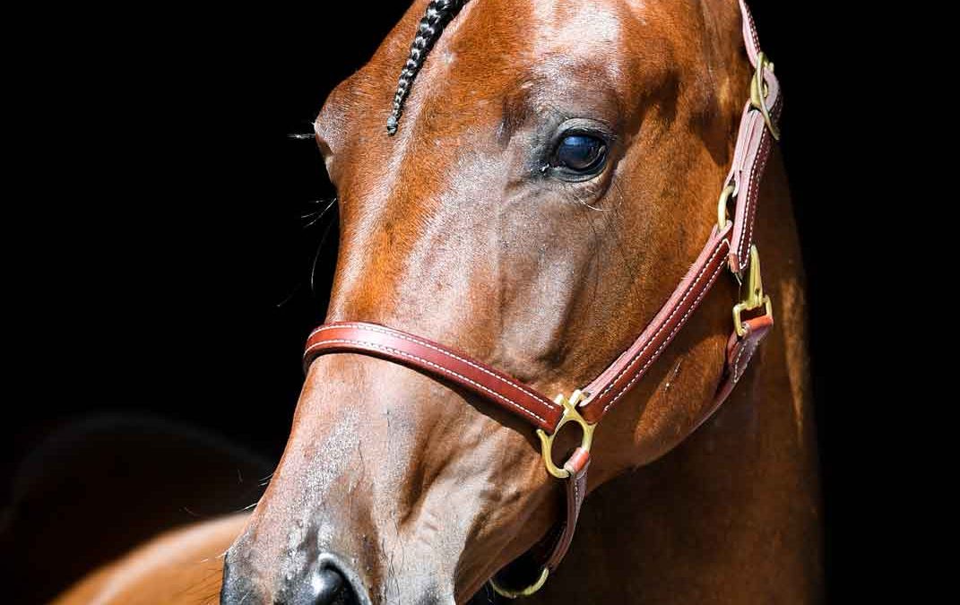 181 Power Pack Renka